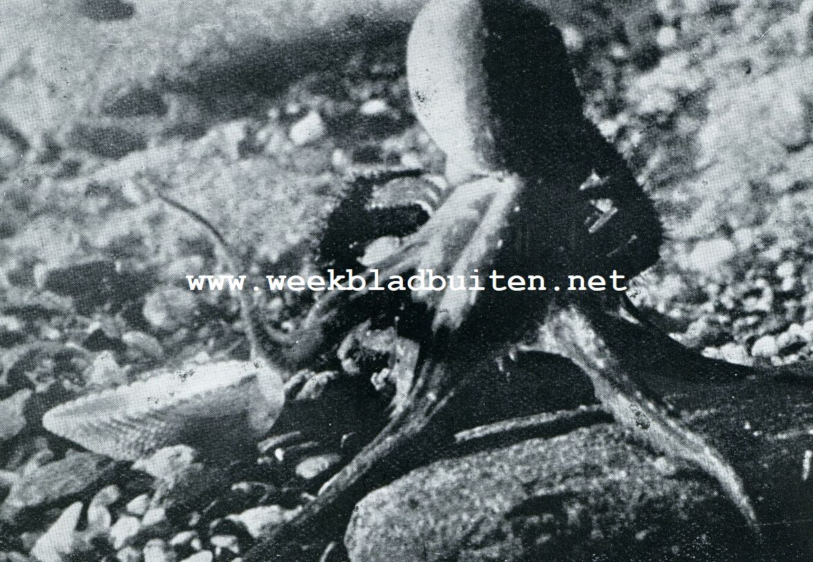 HET LEVEN OP DEN ZEEBODEM. STRIJD TUSSCHEN EEN KRAB EN EEN INKTVISCH