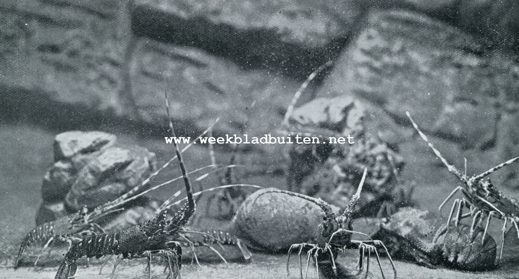Aquarium du Muse Ocanographique de Monaco.  Photo Barba.  Proprit exclusive du Muse. HET LEVEN OP DEN ZEEBODEM. I.ANGOESTEN (PALINURUS VULGARIS)OP DEN BODEM DER ZEE. Voortdurend zijn de sprieten en pooten, der kreeften om den mond in beweging om ongewenschte voorwerpen en indringers bijtijds te kunnen weren en eventueel voedsel te snappen