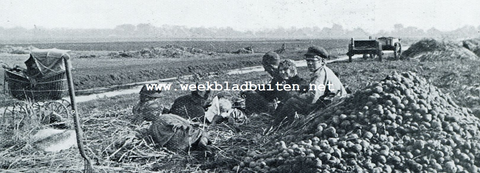 ZOMERZORG. SCHAFTUUR DER AARDAPPELROOIERS