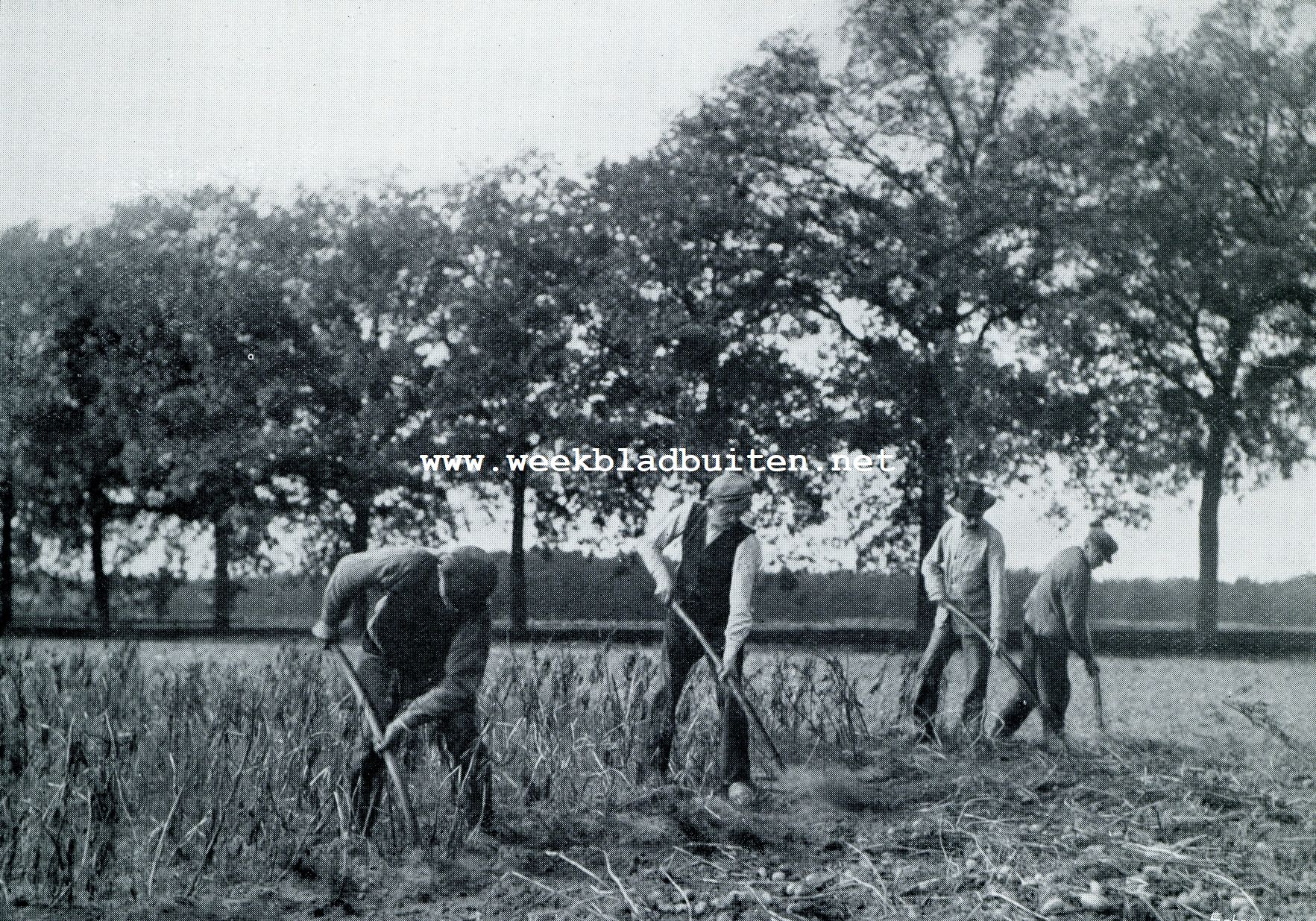 HET ROOIEN VAN LATE AARDAPPELEN