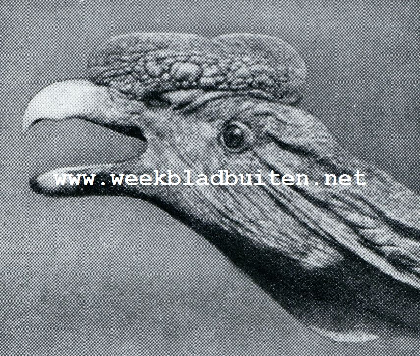 KOP VAN EEN CONDOR-GIER