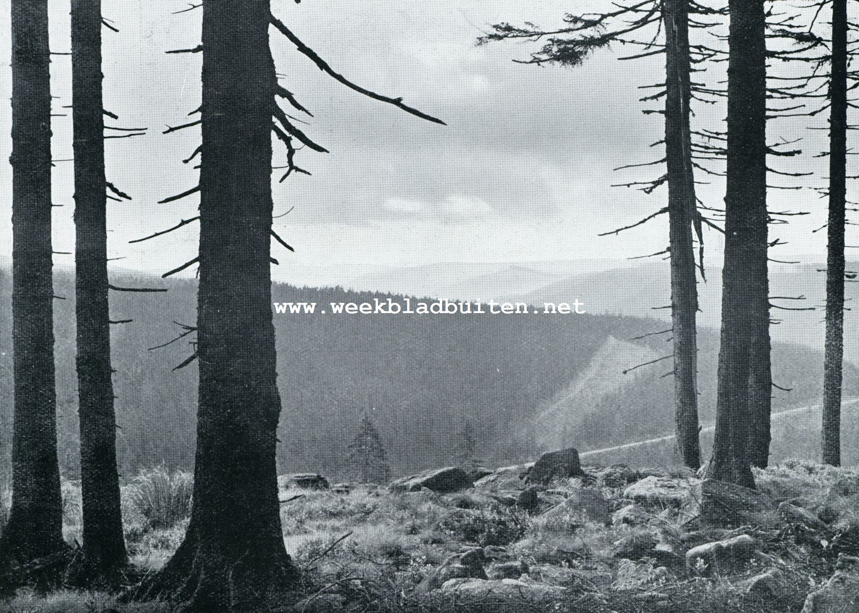 PANORAMA IN HET SCHWARZWALD