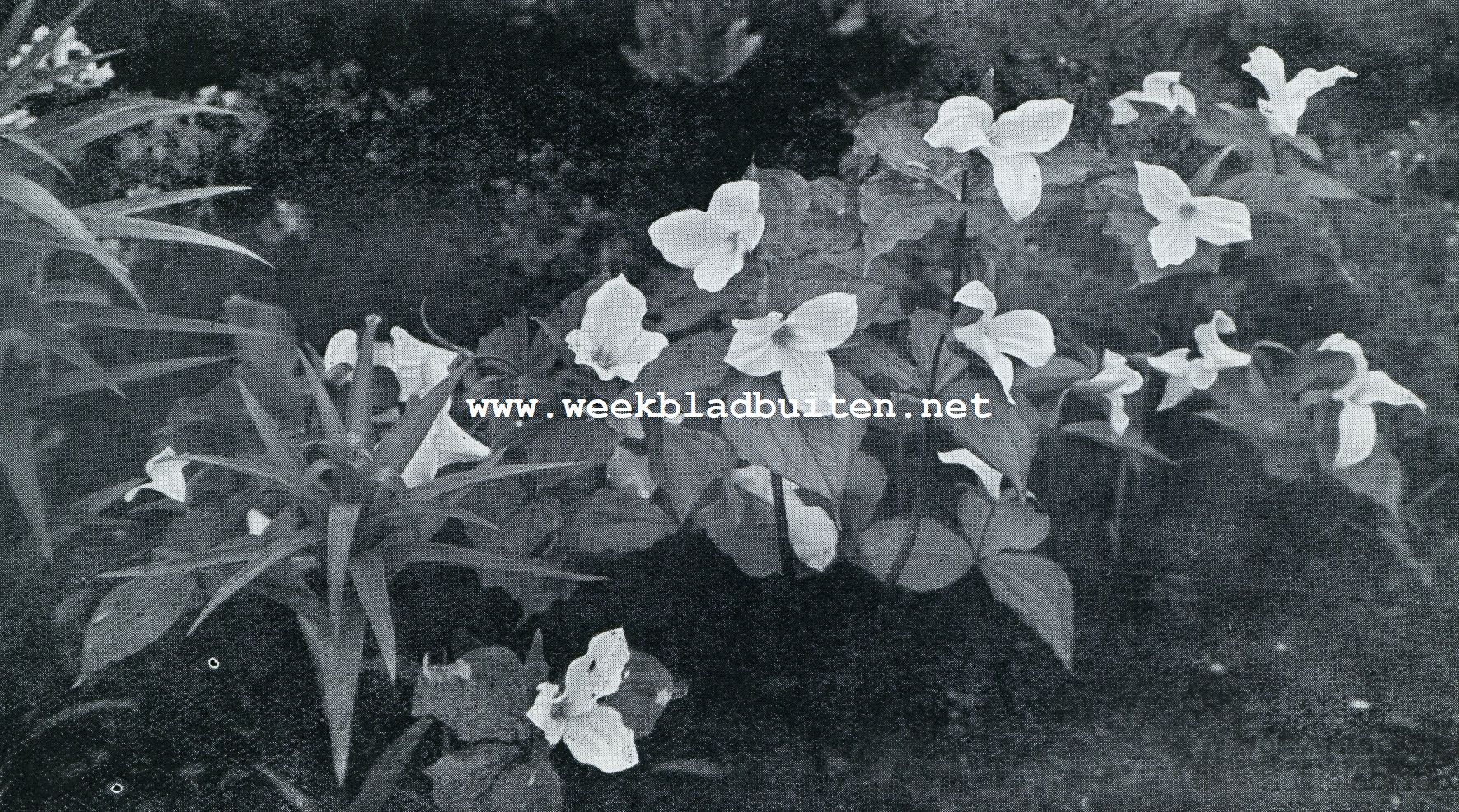 SCHADUWPLANTEN. TRILLIUM MET UITKOMENDE LELIES IN DE SCHADUW