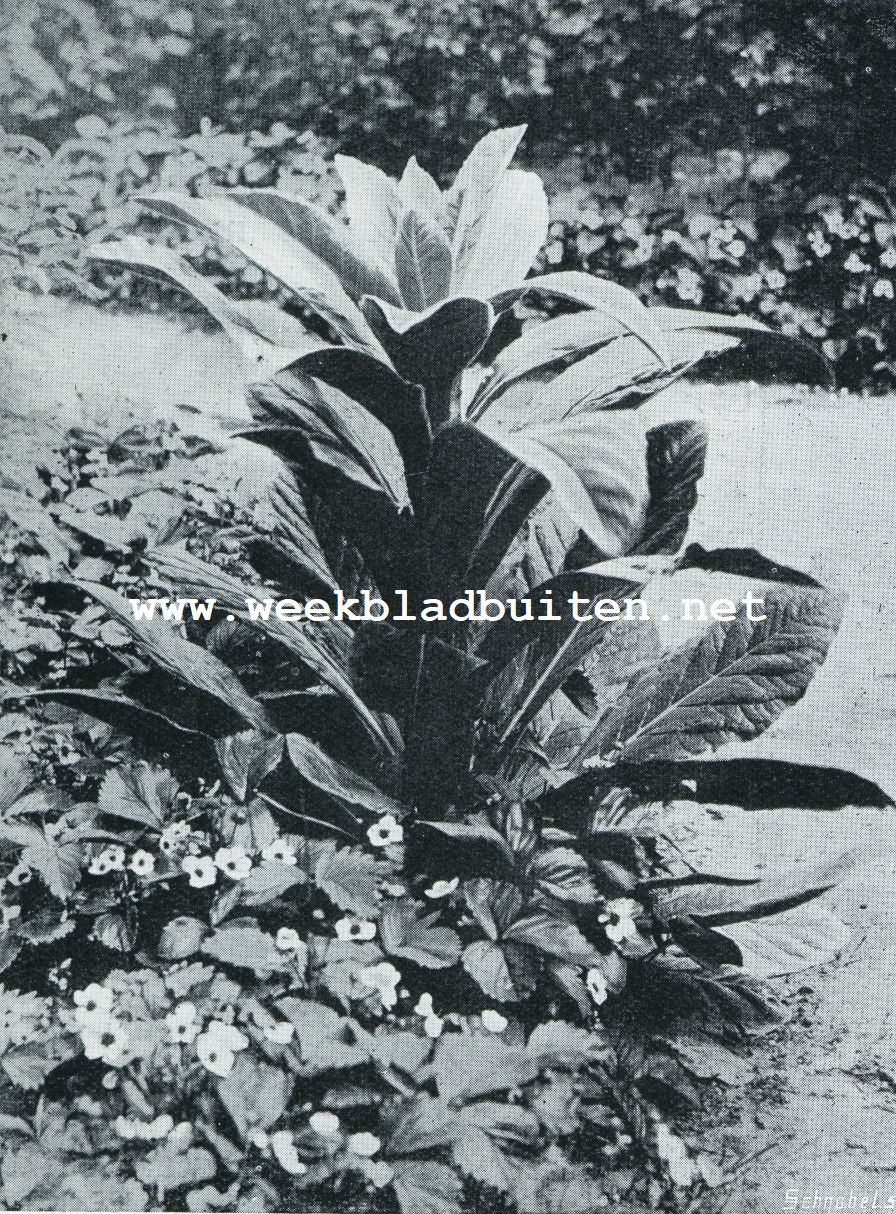 SCHADUWPLANTEN. TOORTS
