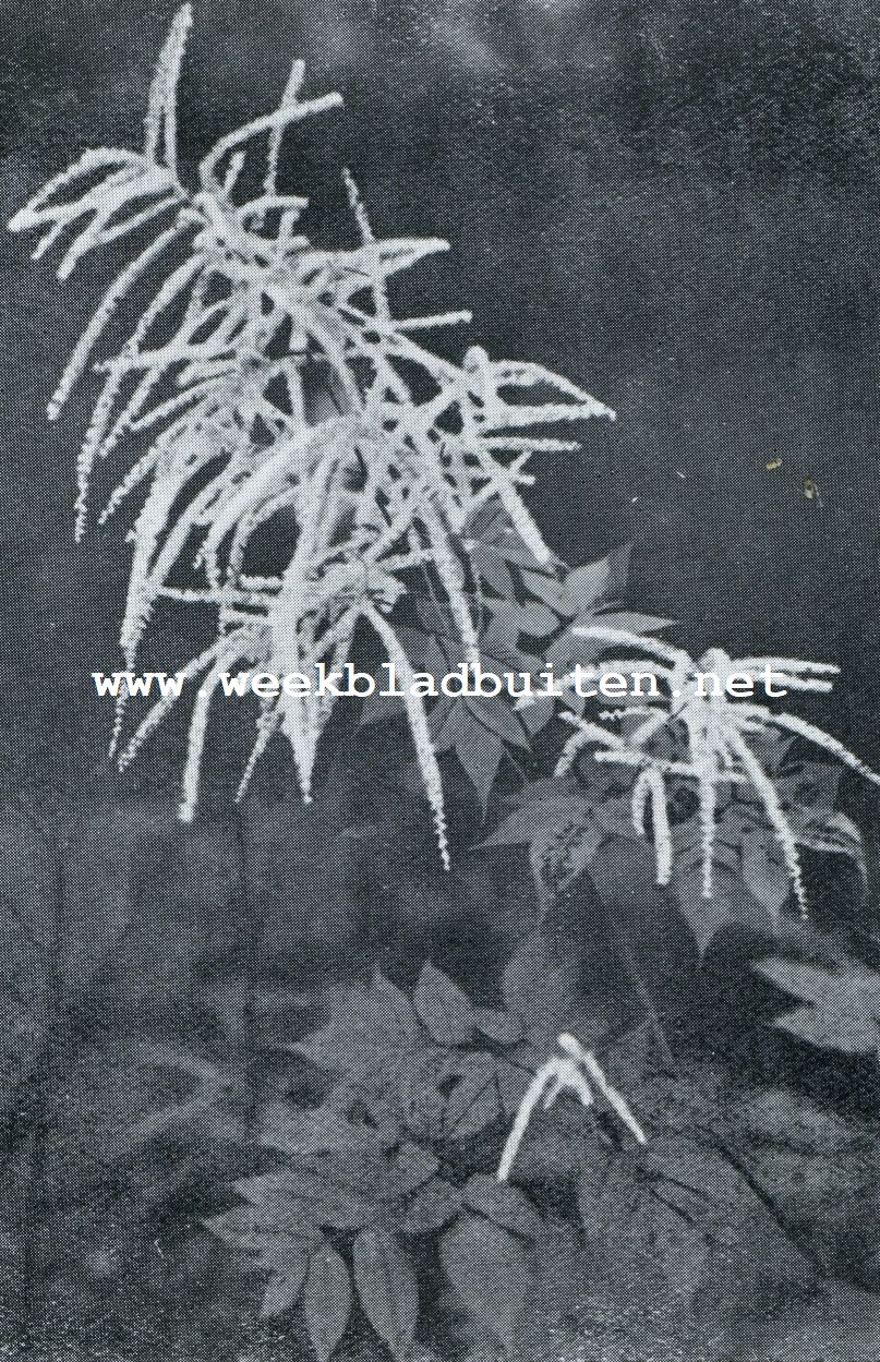 SCHADUWPLANTEN. ARUNCUS SYLVESTER