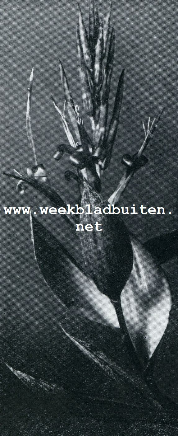 BILLBERGIA NUTANS
