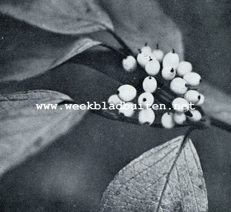 HERFSTKLEUREN. CORNUS SANGUINEA