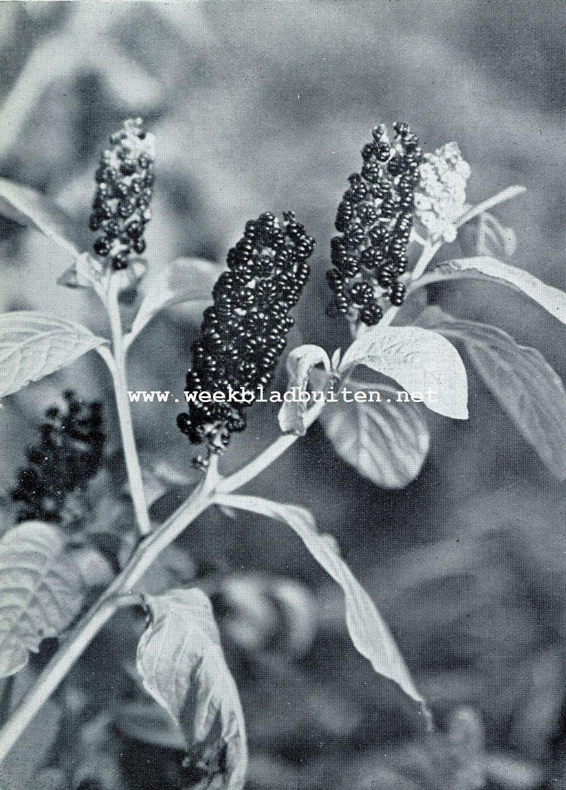 HERFSTKLEUREN. PHYTOLACCA DECANDRA