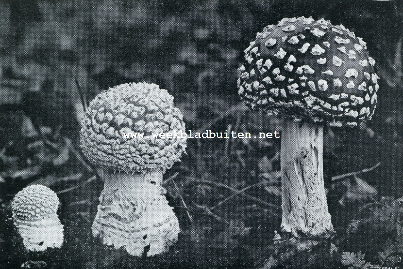 HERFST. JONGE EXEMPLAREN VAN DE VLIEGENZWAM