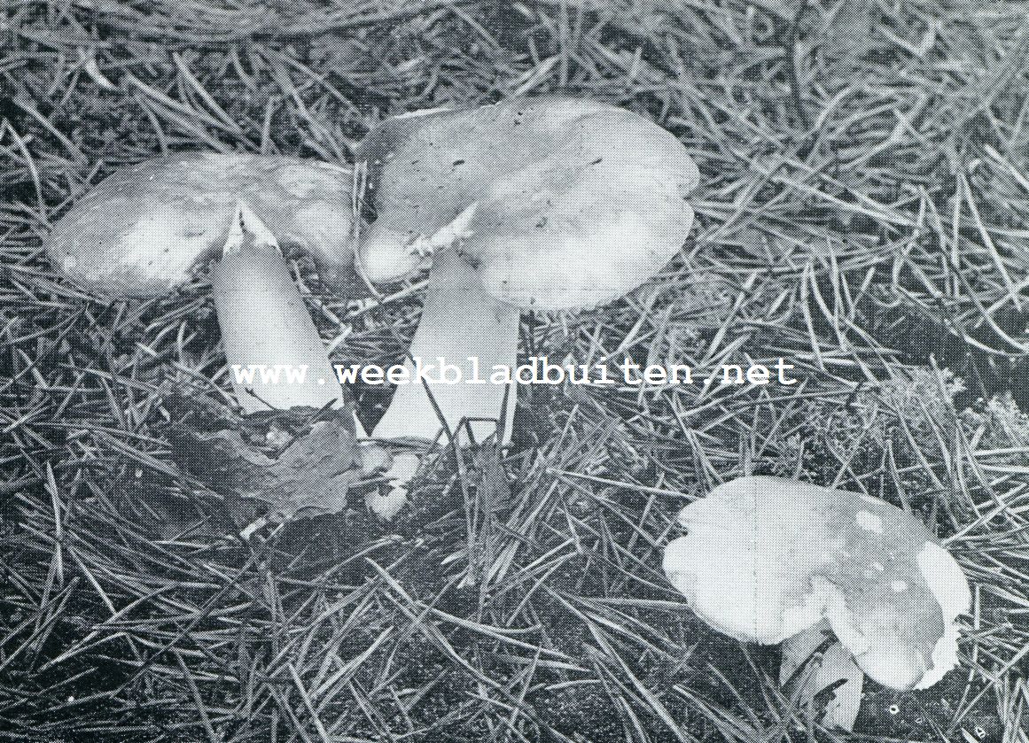 HERFST. ROODE RUSSULAS