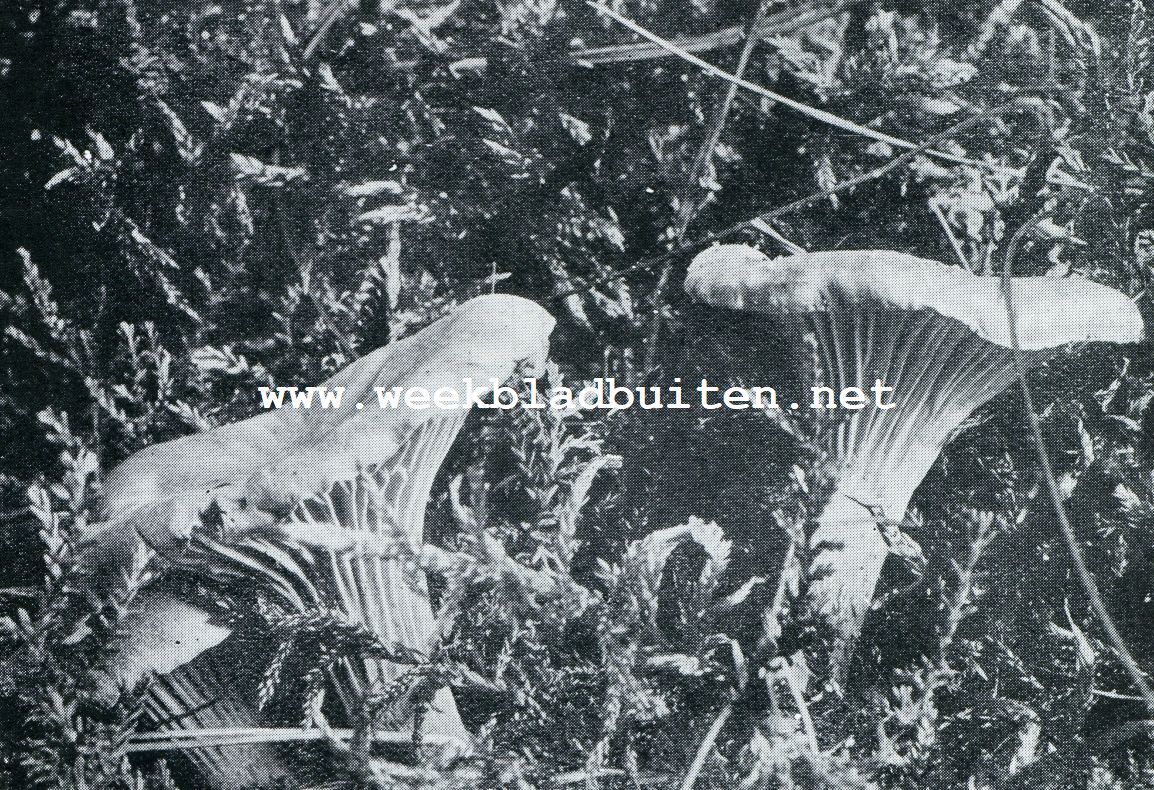 HERFST. HANEKAM OF DOOIERZWAM
