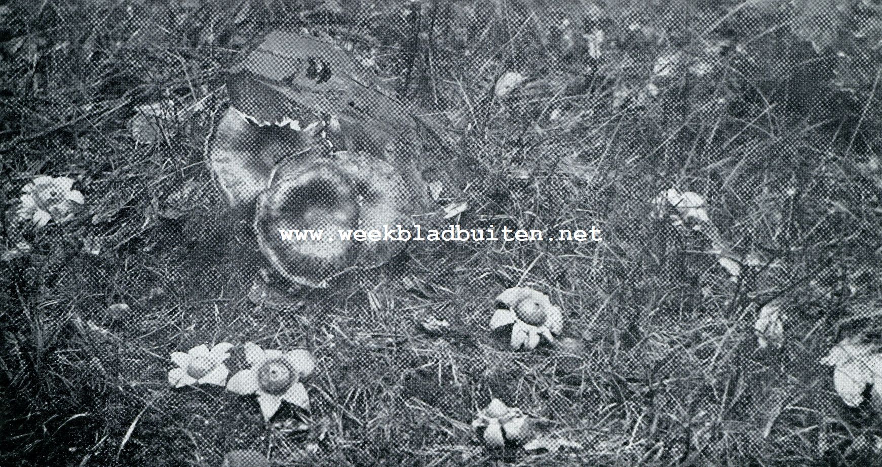 HERFST. AARDSTERREN