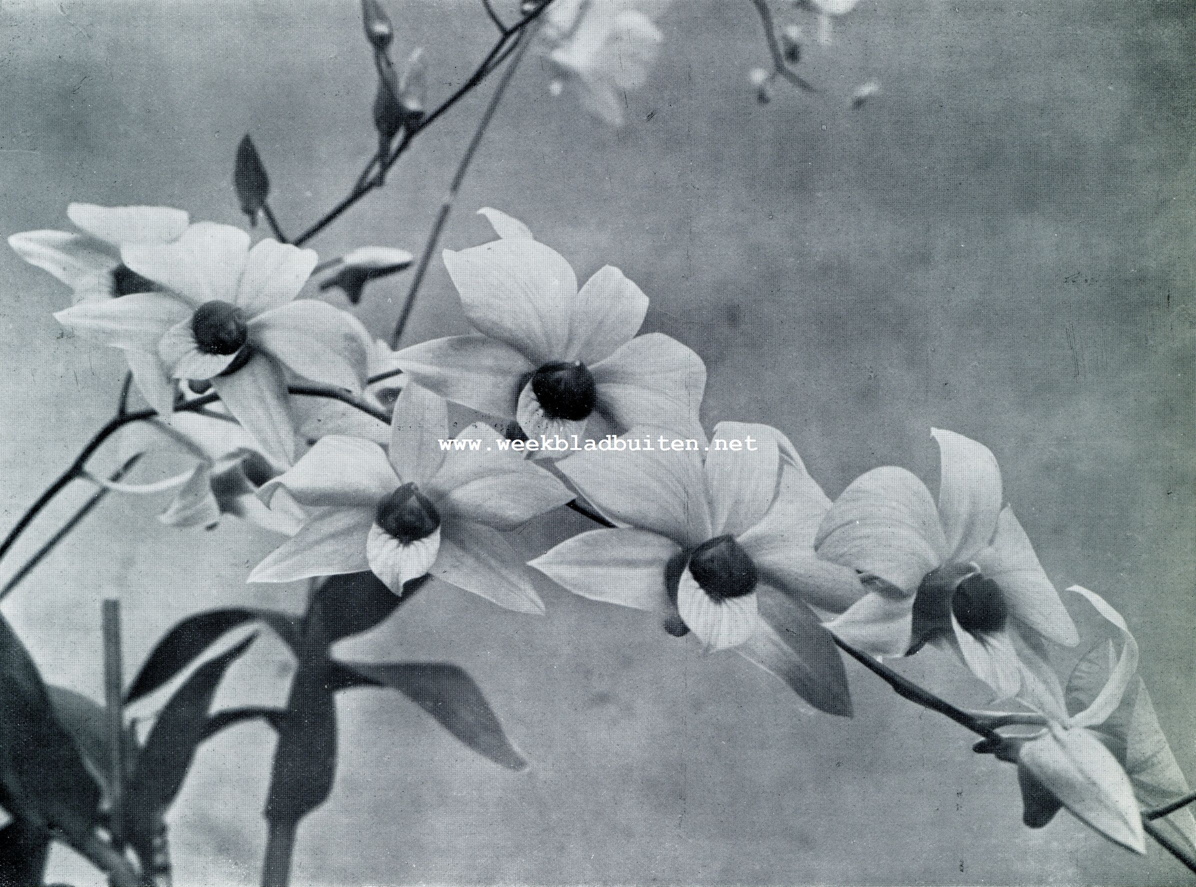 DENDROBIUM PHALAENOPSIS VAR. SCHROEDERIANUM, EEN DER ALLERSCHOONSTE ORCHIDEEN MET VLINDERVORMIGE BLOEMEN UIT AUSTRALI