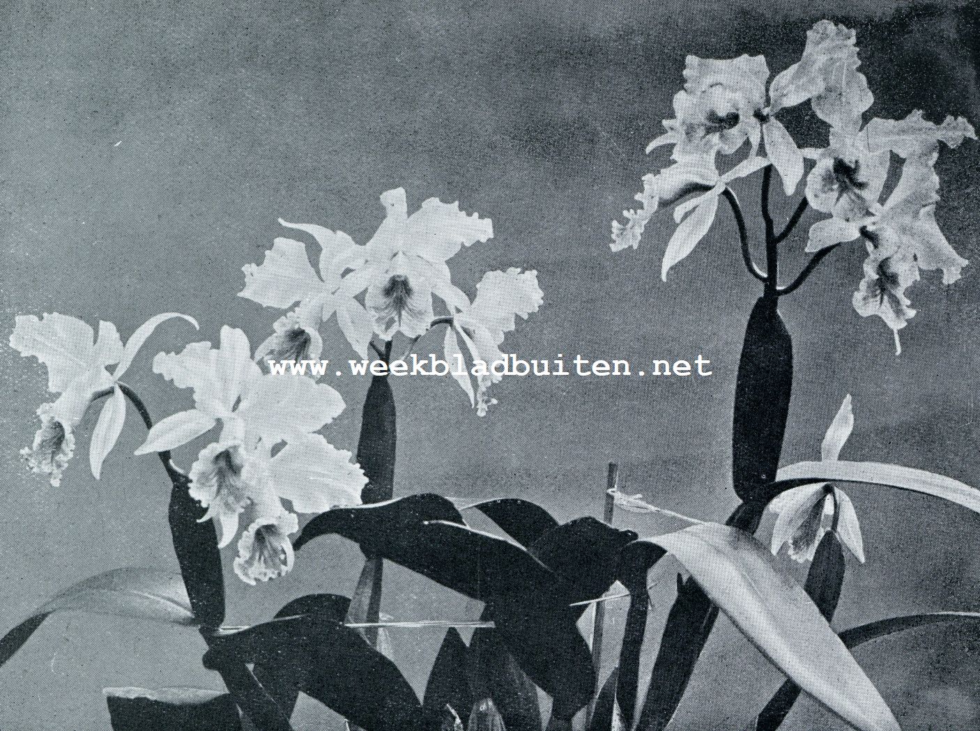 UIT DE WERELD DER ORCHIDEEN. CATTLEYA-BLOEMEN IN LOSSE, LUCHTIGE TROSSEN