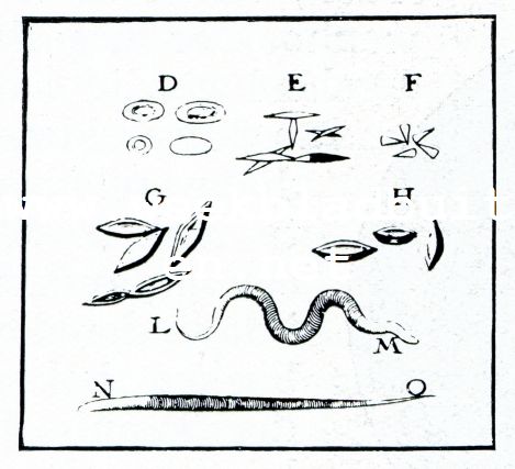 ZOUTDEELEN EN AALTJES UIT AZIJN Beschreven en afgebeeld in Leeuwenhoeks Brieven, 43e Missive d.d. 5 Jan. 1683