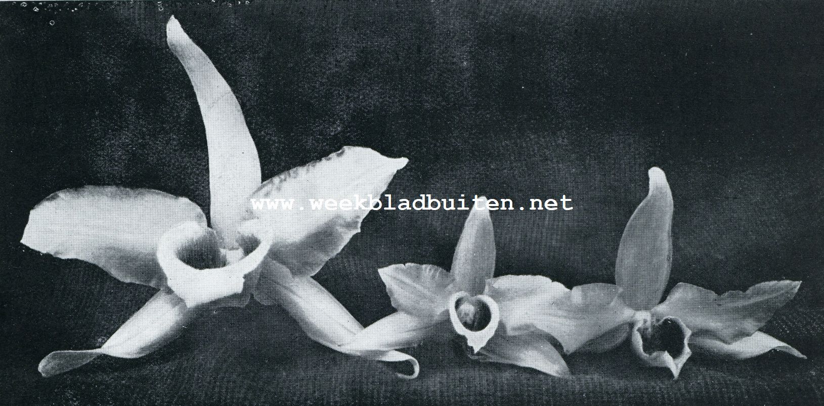 DRIE BLOEMVORMEN VAN DENDROBIUM SUPERBUM