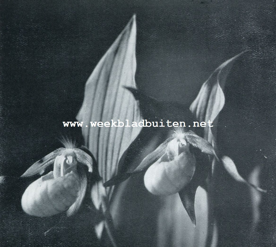BLOEMEN VAN CYPRLPED1UM CALCEOLUS OF VENUSSCHOENTJE
