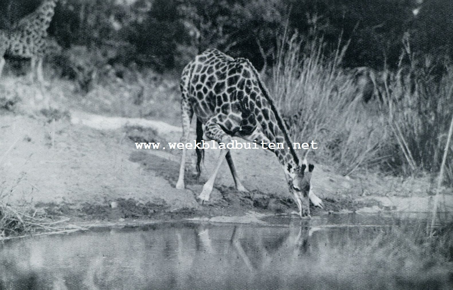 GIRAFFE IN HET NATIONALE KRUGER PARK
