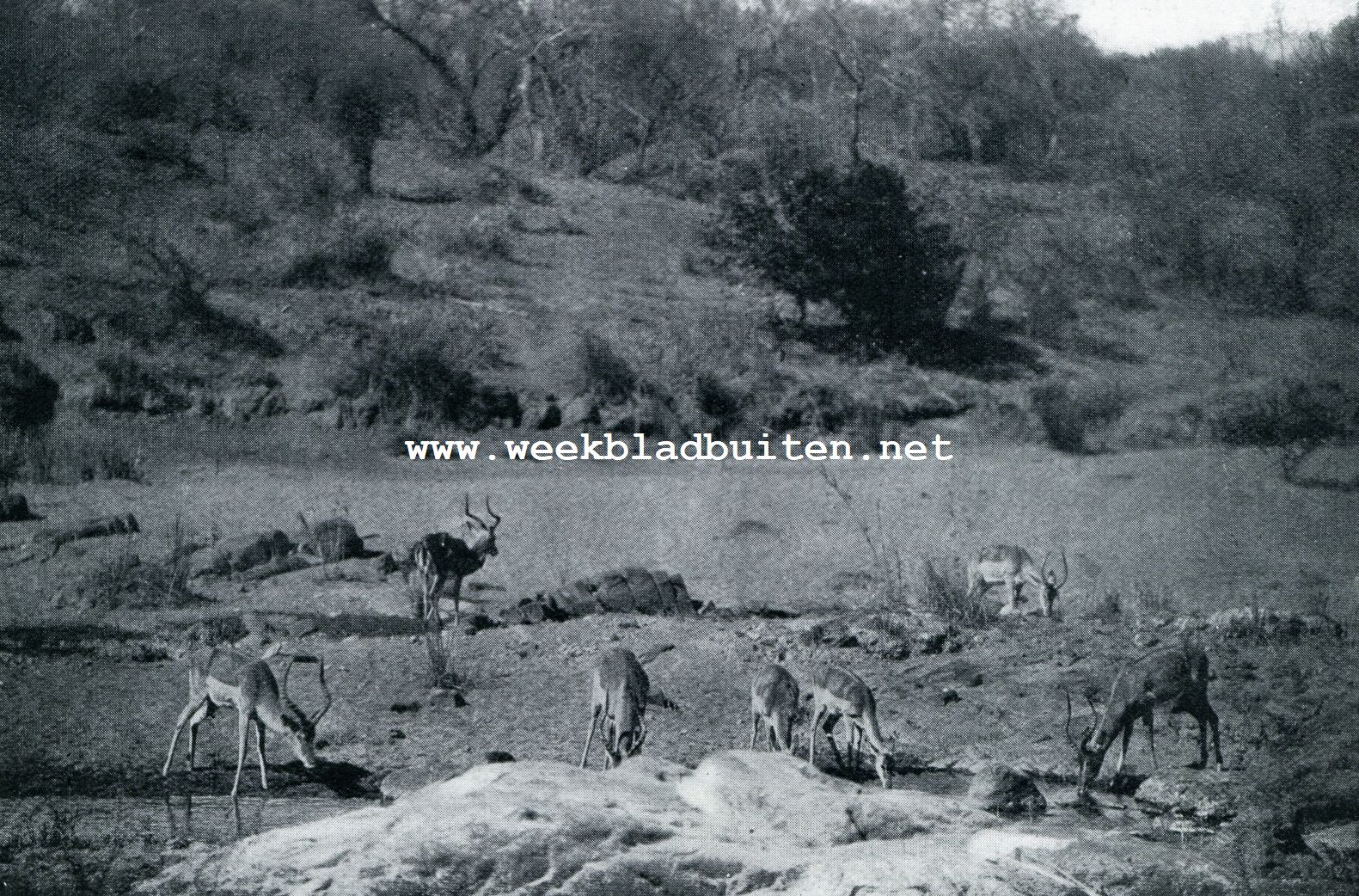IMPALA'S (OF PALAS) IN HET NATIONALE KRUGER PARK