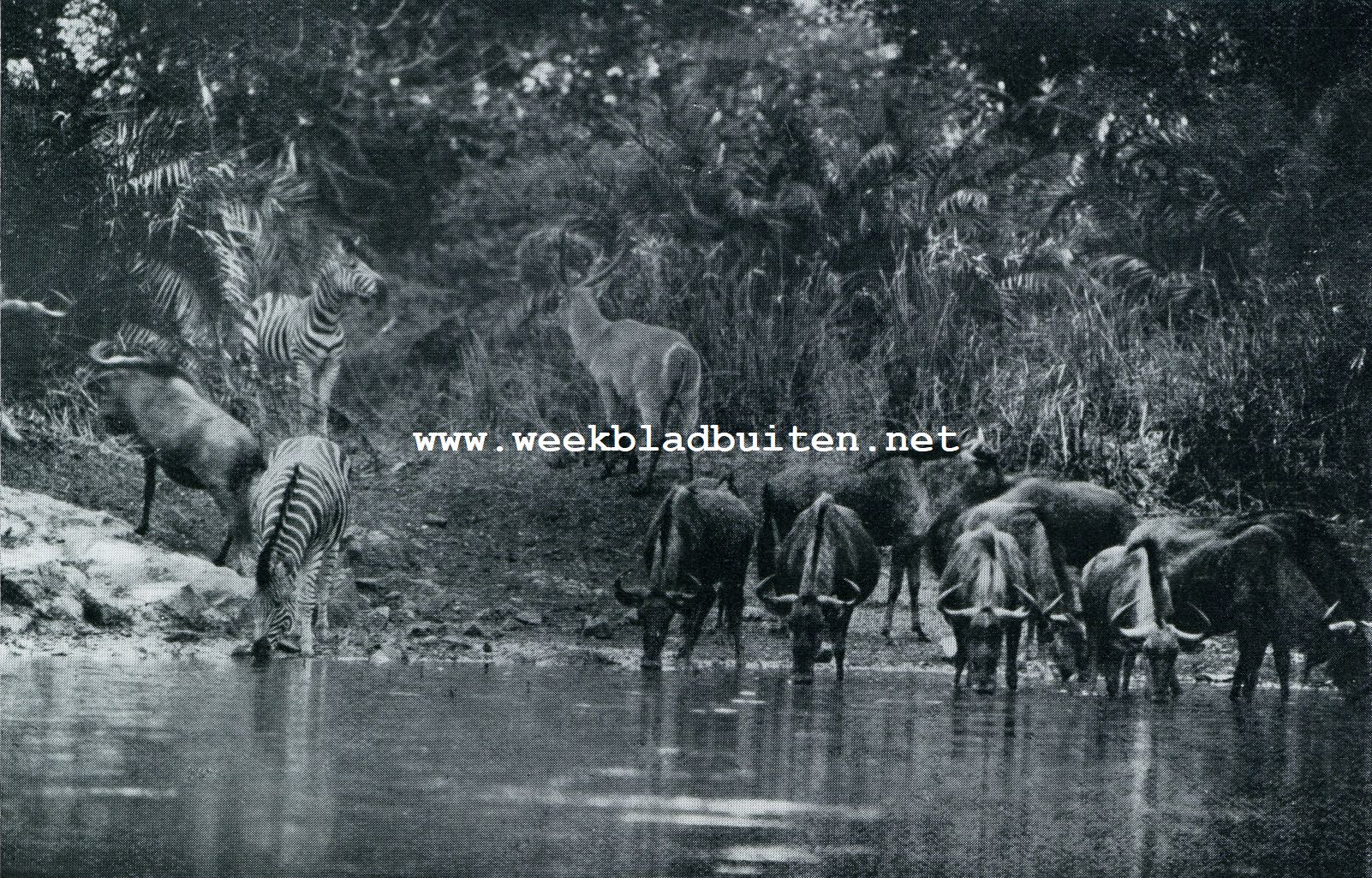 ZEBRAS, WILDEBEESTEN EN (IN HET MIDDEN) KRINGGATWATERBOK