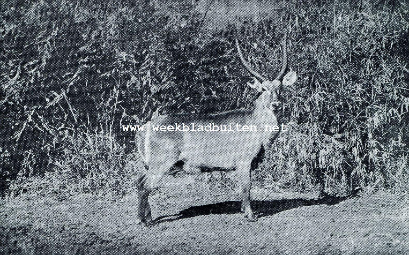 EEN KRINGGATWATERBOK IN HET NATIONALE KRIJGER PARK