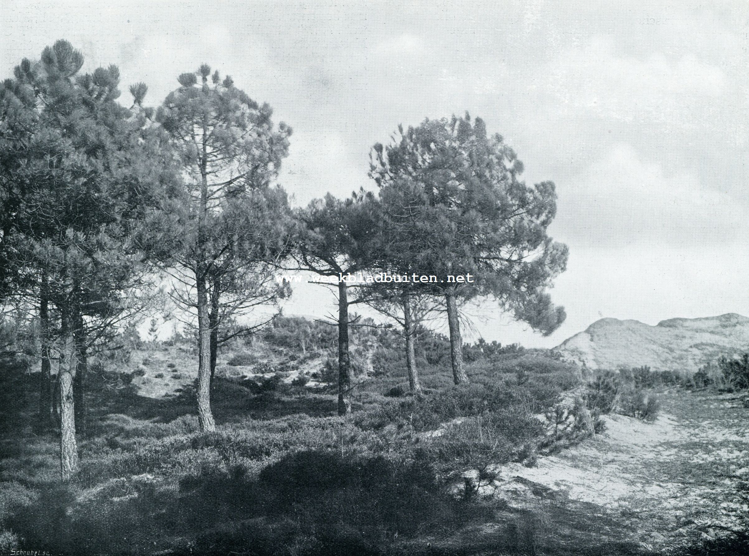 DE VELUWE, ,.NOG ALTIJD HET LAND VAN EENZAAMHEID. 