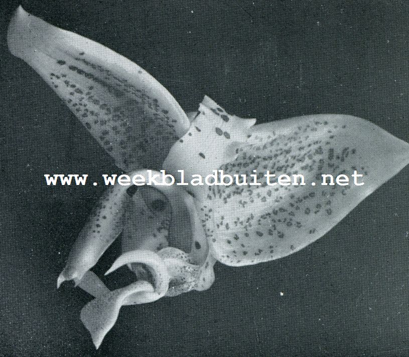 BLOEM VAN STANHOPEA OCULATA met gehoornde lip en een lang zuiltje