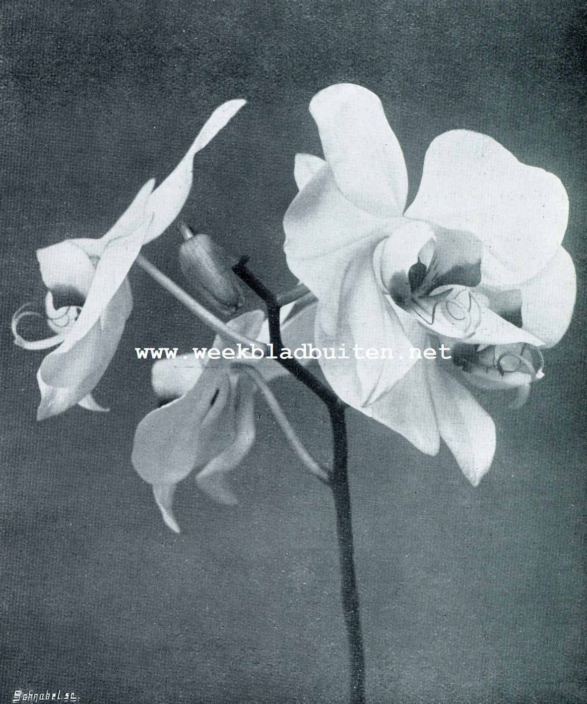 UIT DE WERELD DER ORCHIDEEN. BLOEMEN VAN PHALAENOPSIS AMABILIS met kunstig gevormde lip