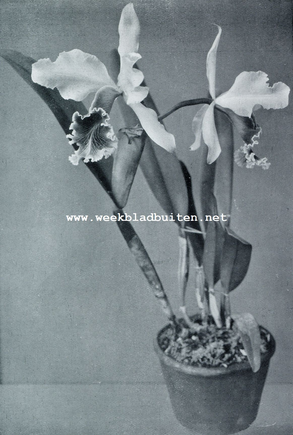 UIT DE WERELD DER ORCHIDEEN. CATTLEYA LABIATA WEGERI Met lette op de groote, peperhuisvormige lip
