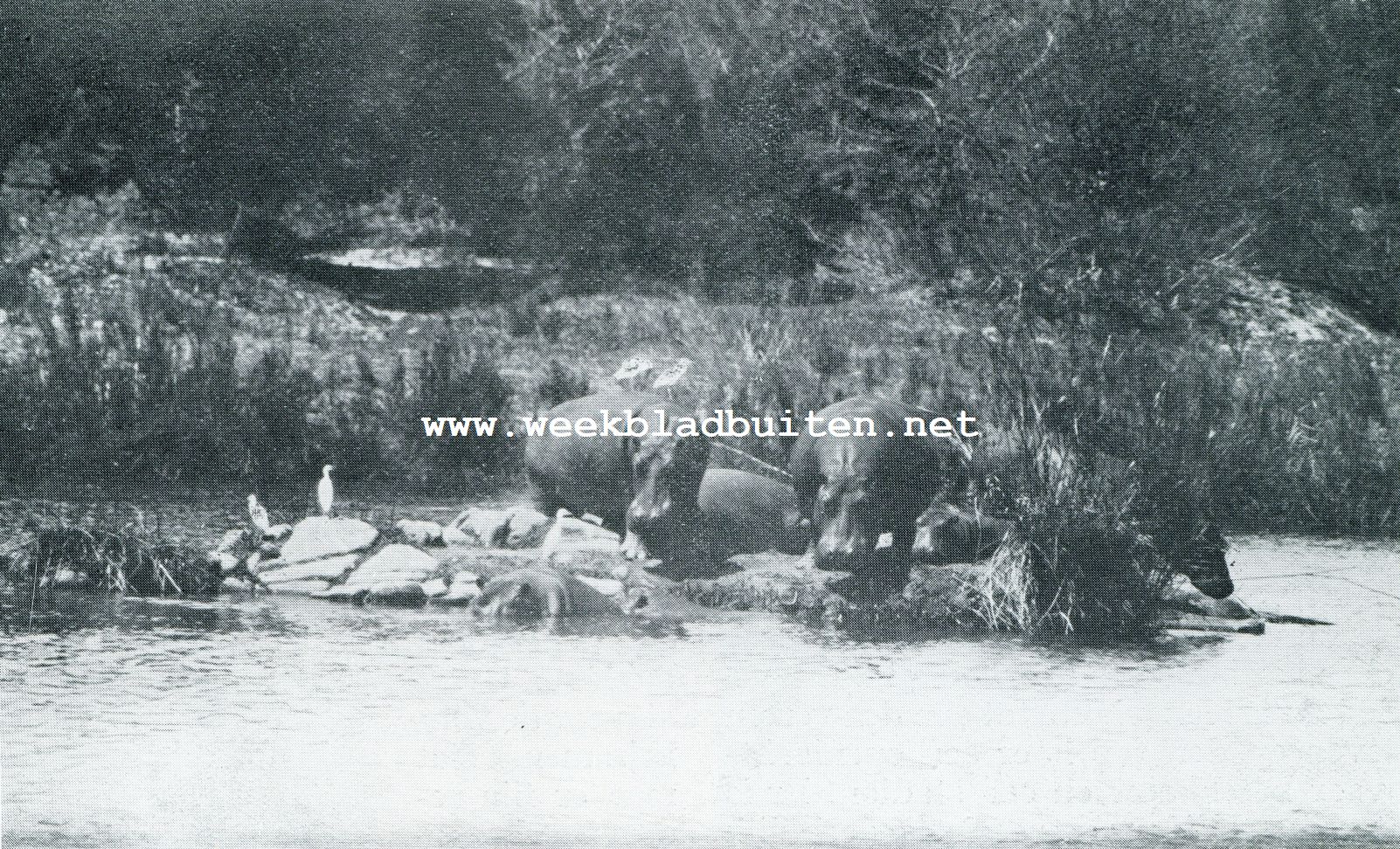 NIJLPAARDEN EN KLEINE ZILVERREIGERS IN HET NATIONALE KRUGER PARK