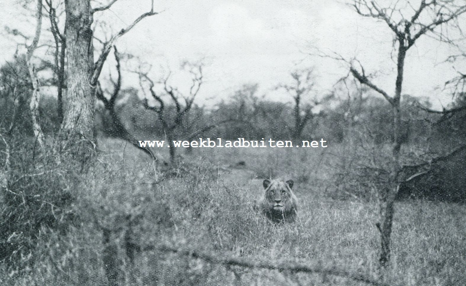 OOK DE KONING VAN DE DIERENWERELD HEEFT DEN FOTOGRAAF ONTDEKT