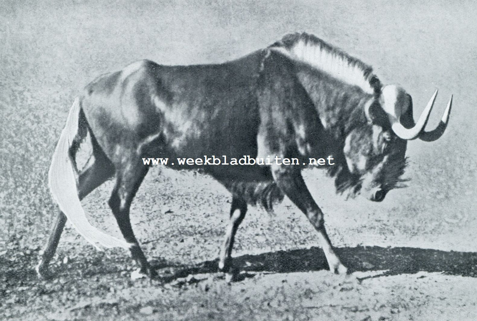 HET NATIONALE KRUGER PARK. EEN ZWART WILDEBEEST