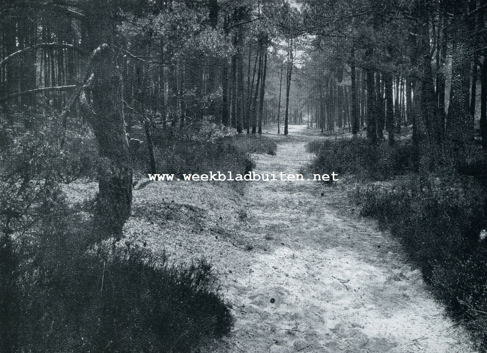 HERFSTZON IN HET MASTBOSCH