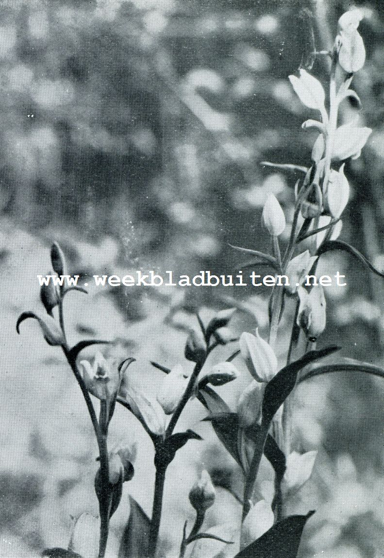 AARD-ORCHIDEE. HET BOSCHVOGELTJE (CEPHALANTHERA)