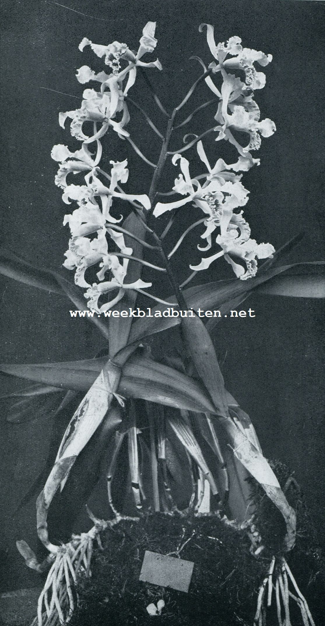 UIT DE WERELD DER ORCHIDEEN. TYPE VAN EEN EPIPHYTISCHE ORCHIDEE, LAELIA CRISPA, MET LANGERE, GELEEDE SCHIJNKNOLLEN EN DIKKE, STEVIGE BLADEN