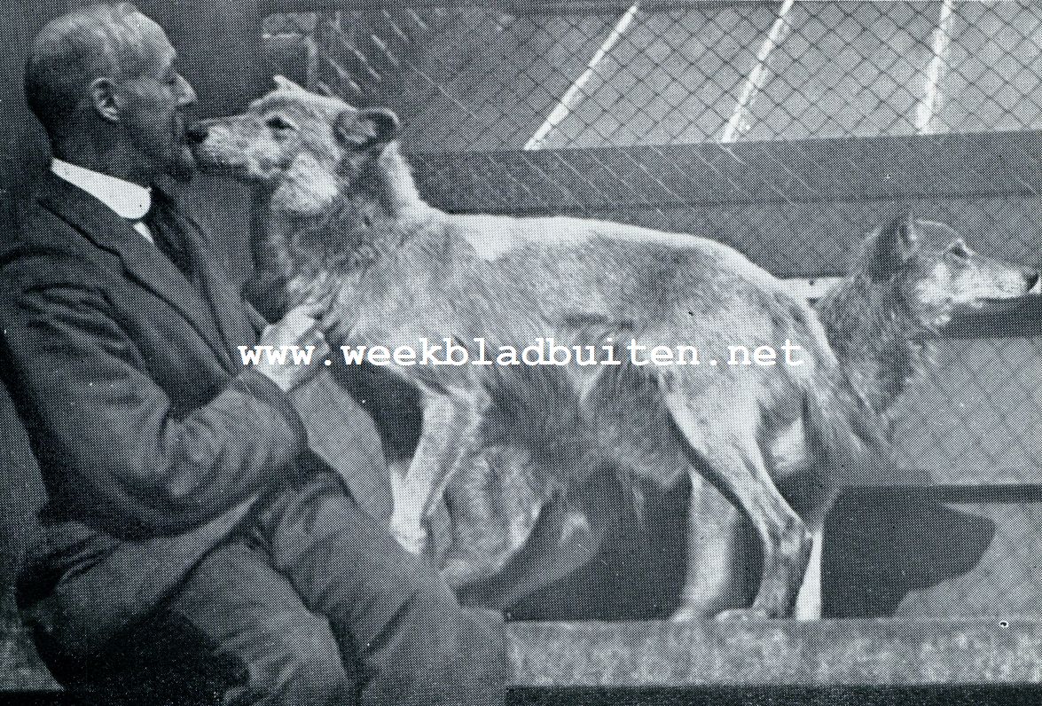 DEN BUFFEL-WOLVIN HELEN EN, ACHTER HAAR, HAAR ZOON KAZAN