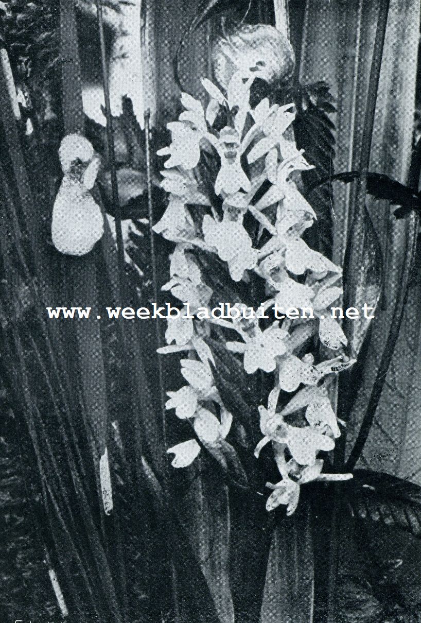 ORCHIS LATIFOLIA L. (HANDEKENSKRUID). EEN KNOLVORMENDE, KRUIDACHTIGE ORCHIDEE