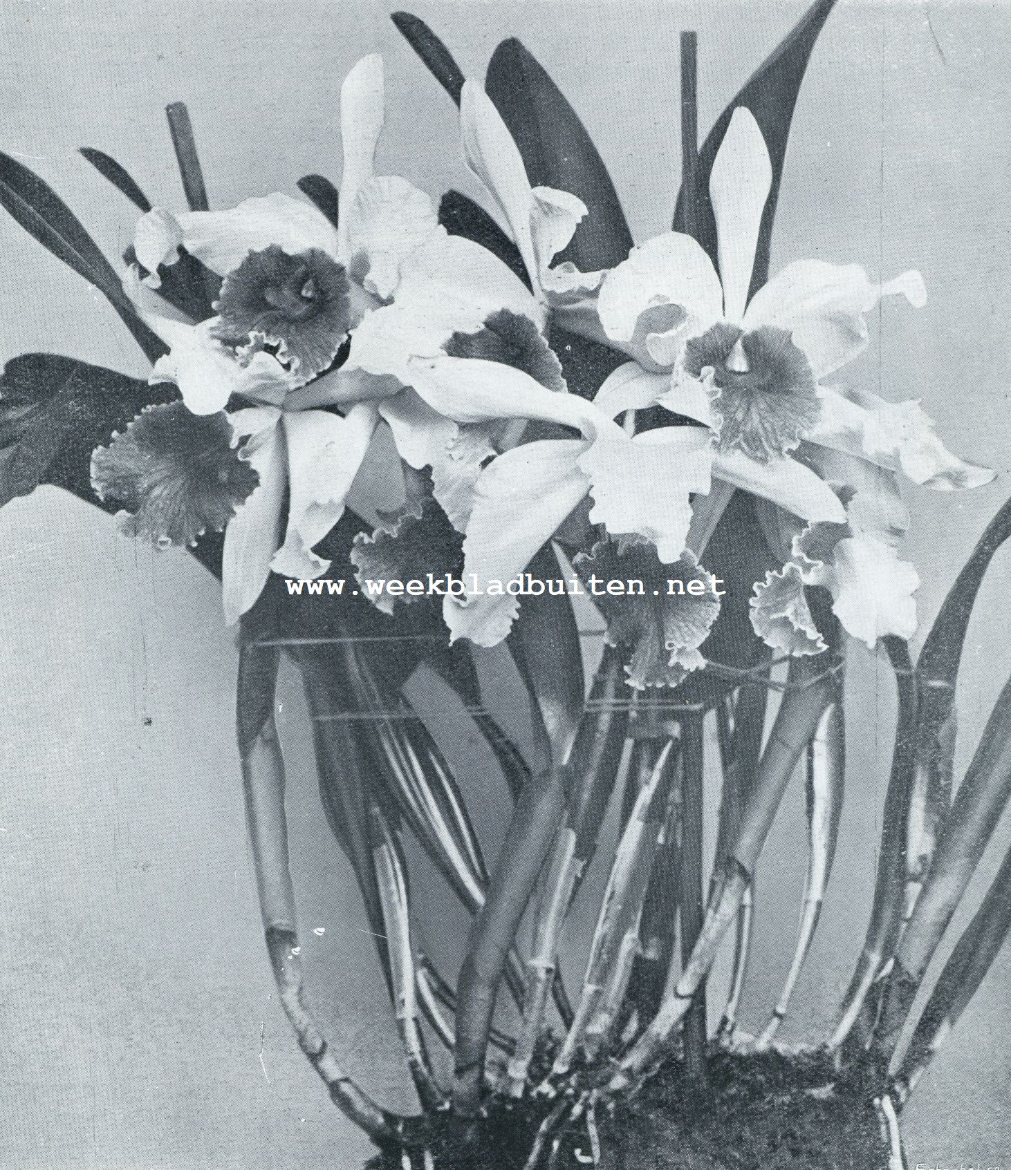 LAELIO-CATTLEYA CALLISTOGLOSSA VAN LAELIA CINNABARINAxCATTLEYA AUREA, VAN SYMPODIALE GROEIWIJZE