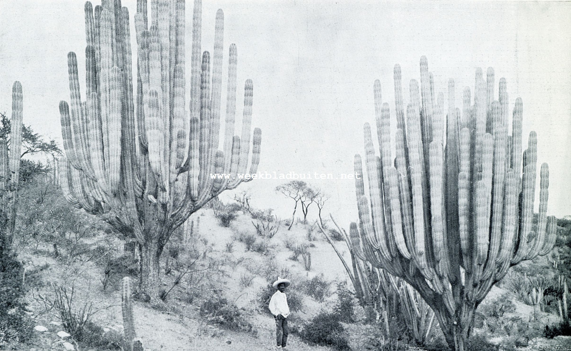 LANDSCHAP IN RIO GRANDE MET DEN REUSACHTIGEN KANDELAAR-CACTUS (CEREUS WEBERI)