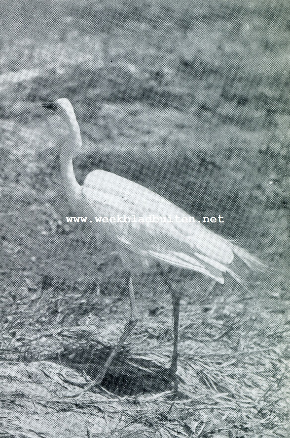 DE AIGRETTE. DE VOGELS LEKEN OP TOT LEVEN GEWEKTE STUKKEN VAN EENJAPANSCH SCHERM...