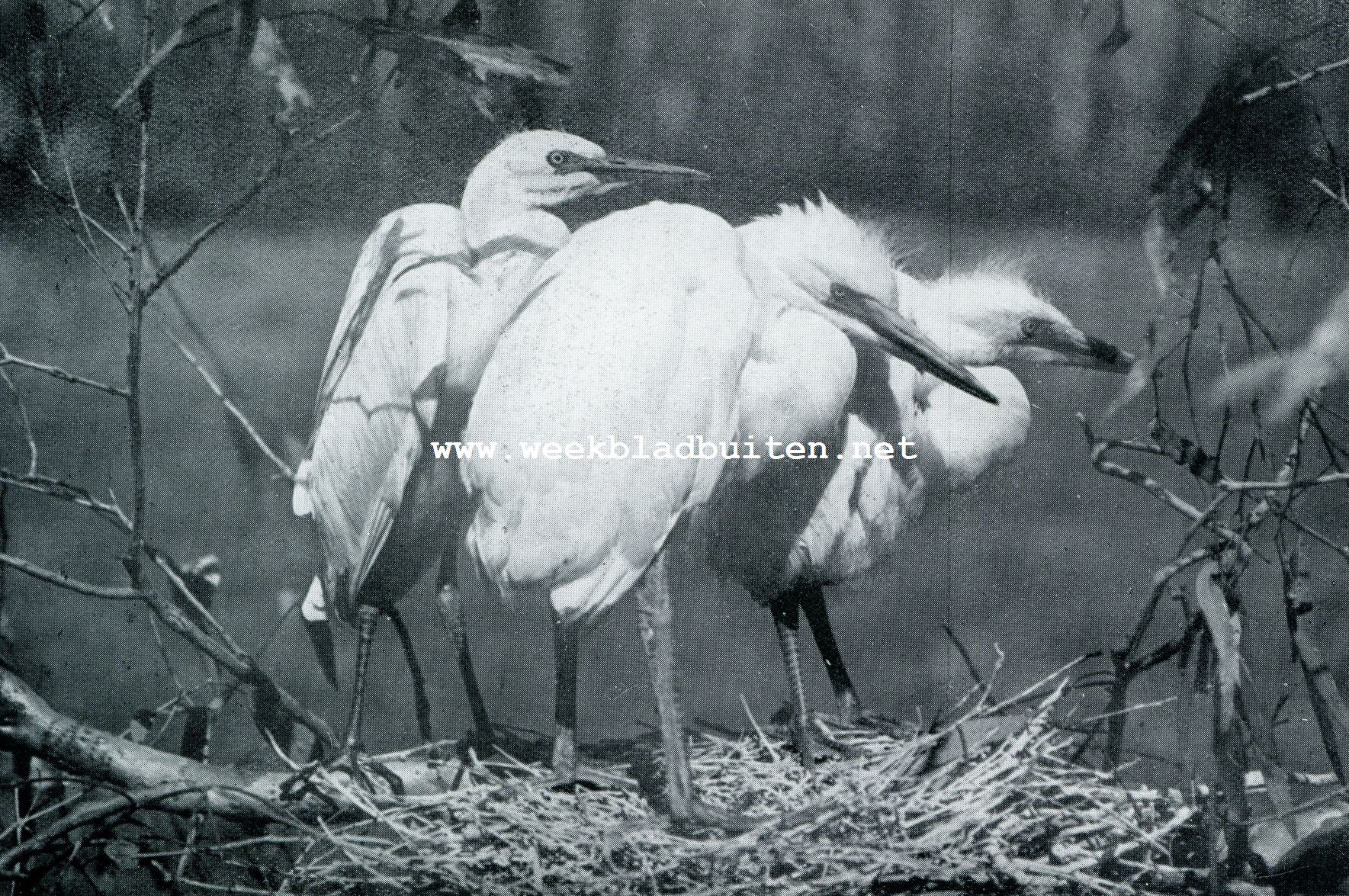 HET WAREN GROOTE, PLECHTSTATIGE BABIES, DIE NESTJONGEN . . .