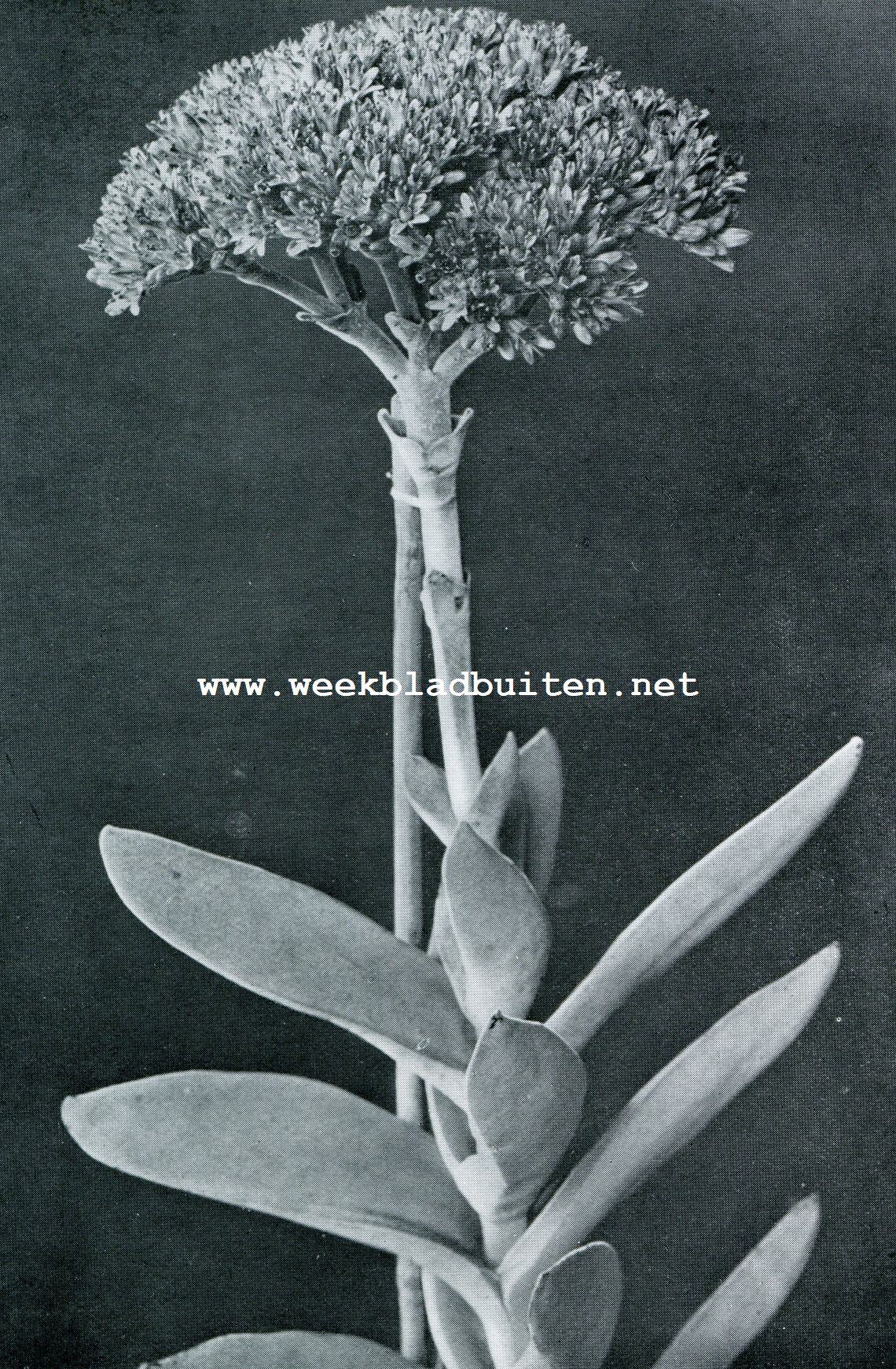 ROCHEA (CRASSULA) FALCATA