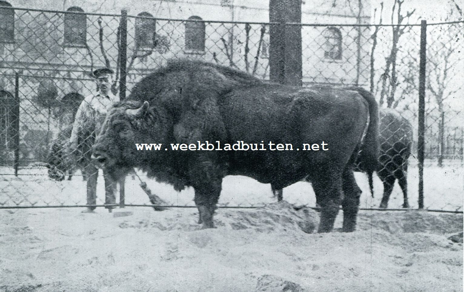 DE WISENTSTIER ,,SCHALJAPIEN VAN ARTIS