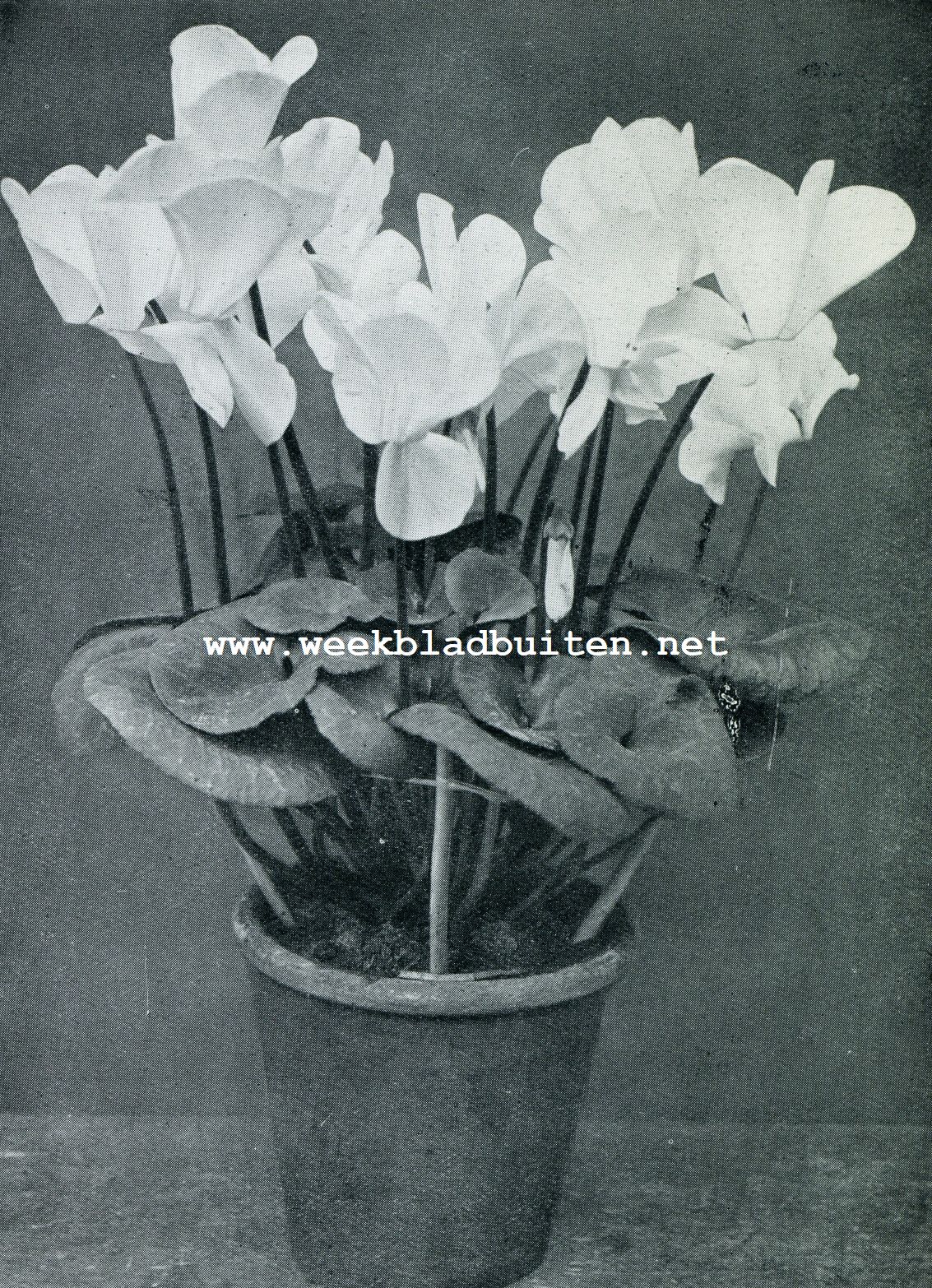 CYCLAMEN PERSICUM