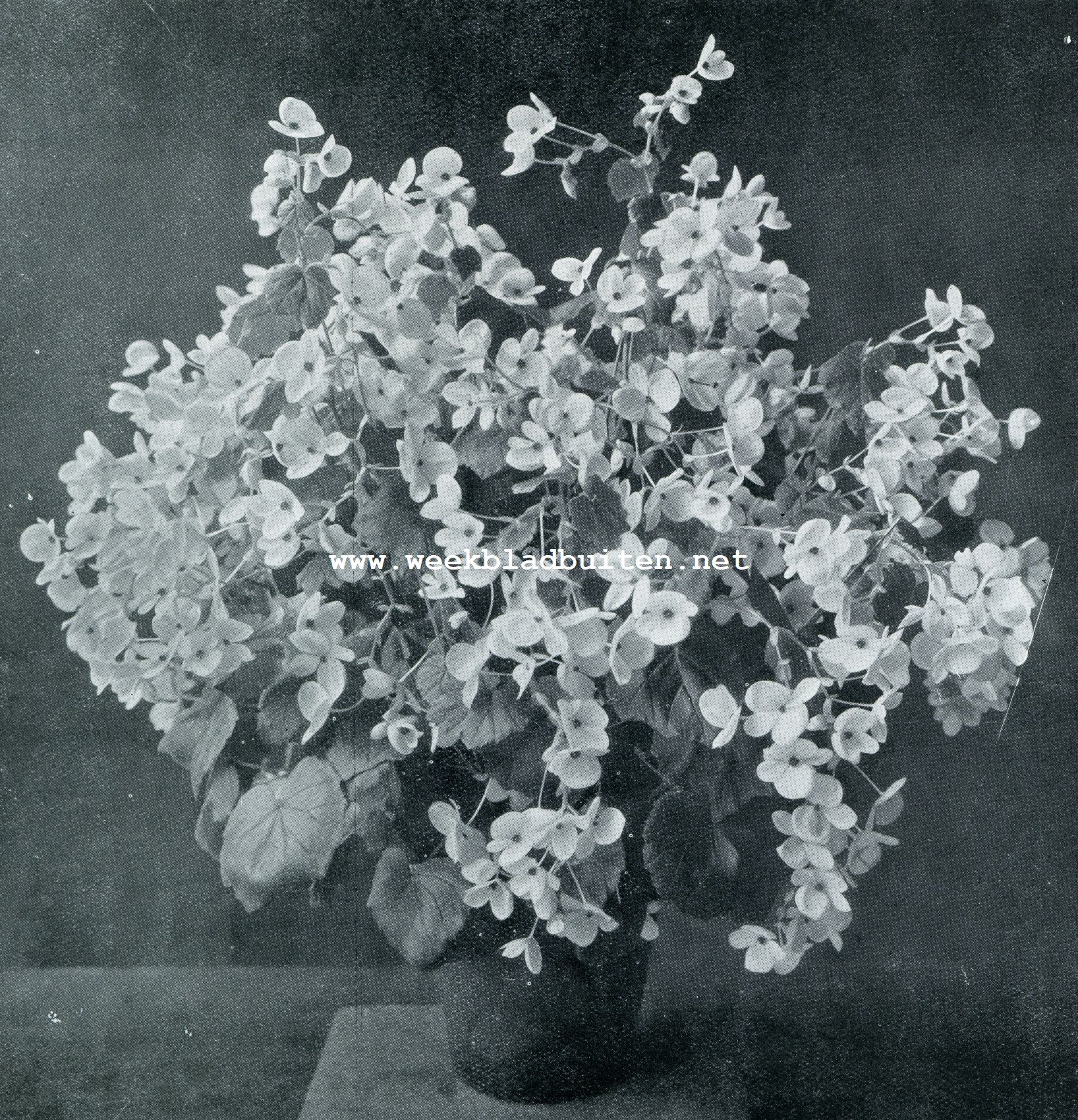 BEGONIA GLOIRE DE LORRAINE
