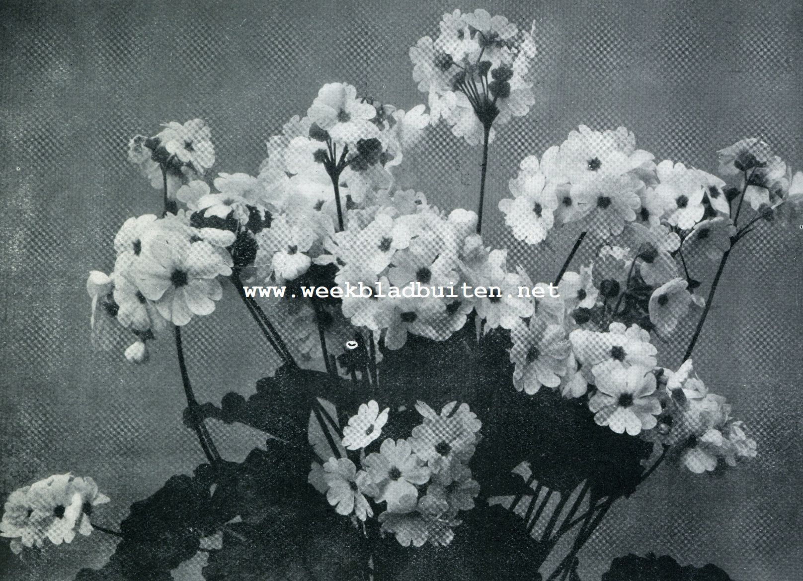 PRIMULA OBCONICA VAR. ARENDSII
