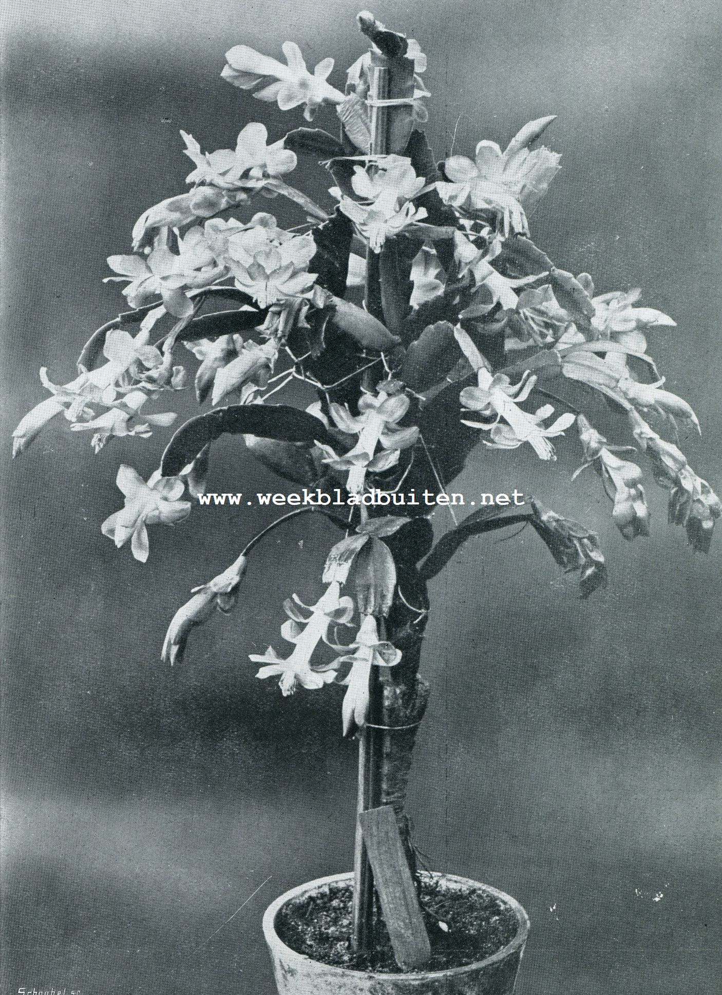 EPIPHYLLUM TRUNCATUM