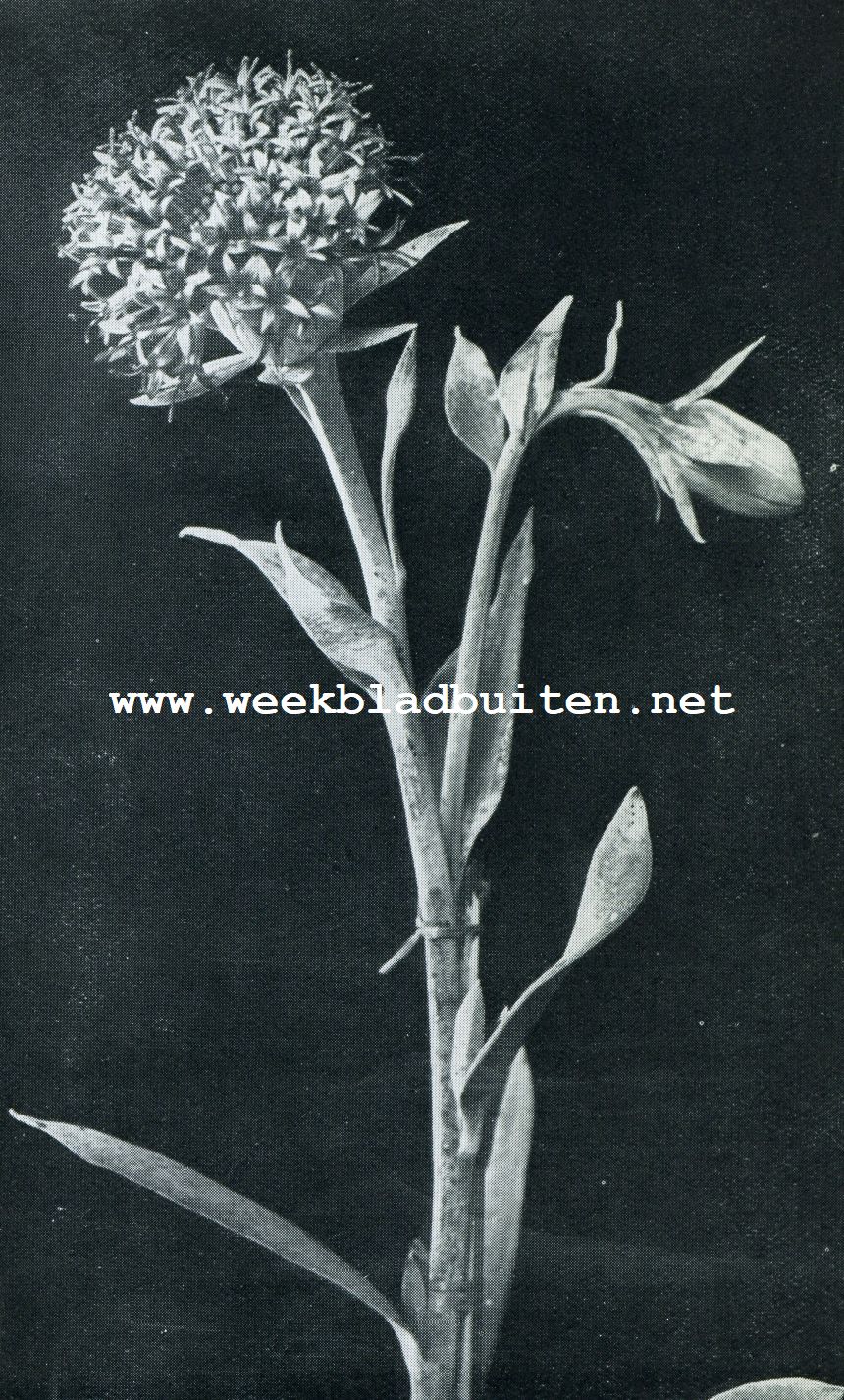 KLEINIA GALPINI (SENECIO)