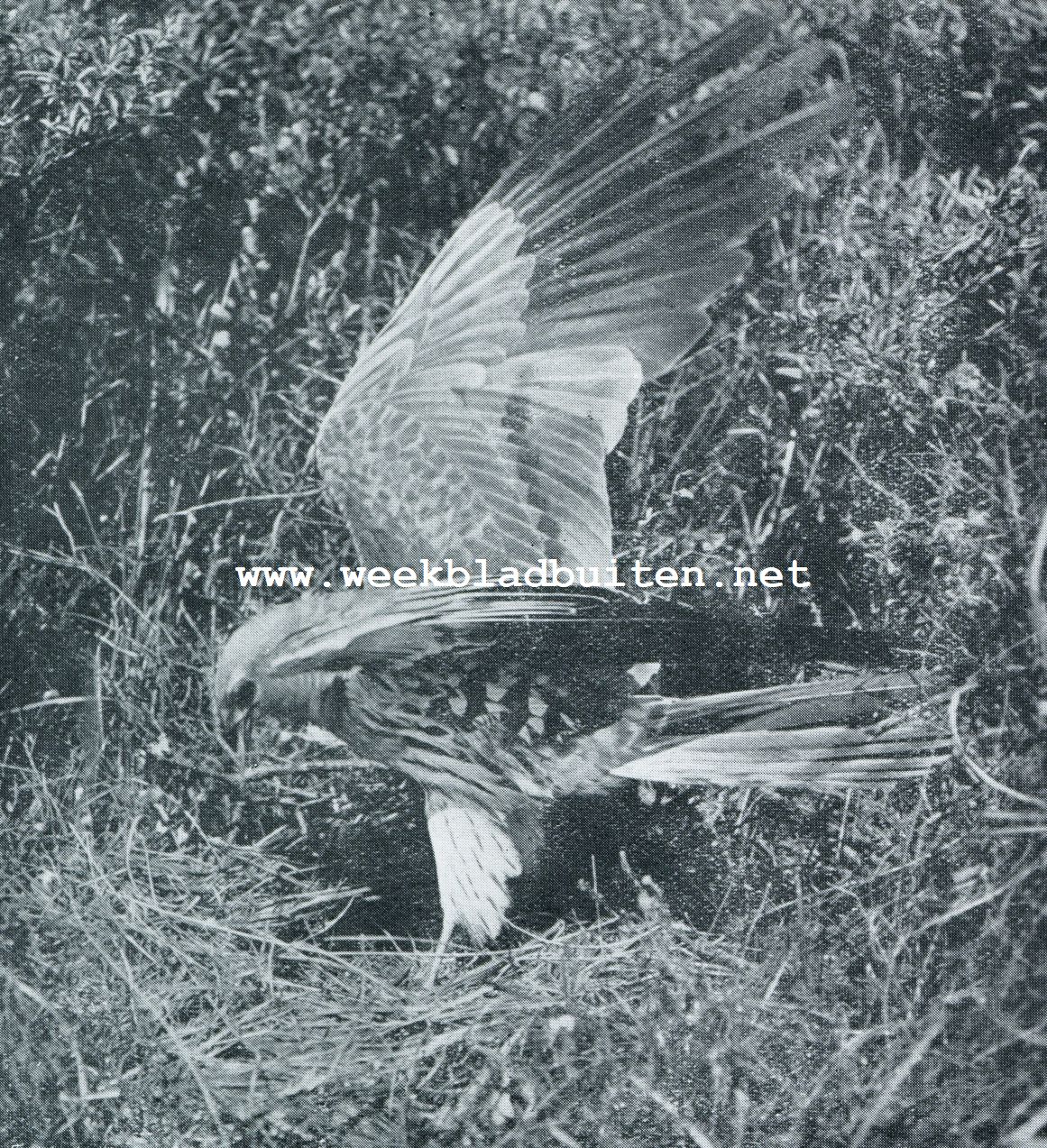 KIEKENDIEF, NEERSTRIJKEND OP HET NEST
