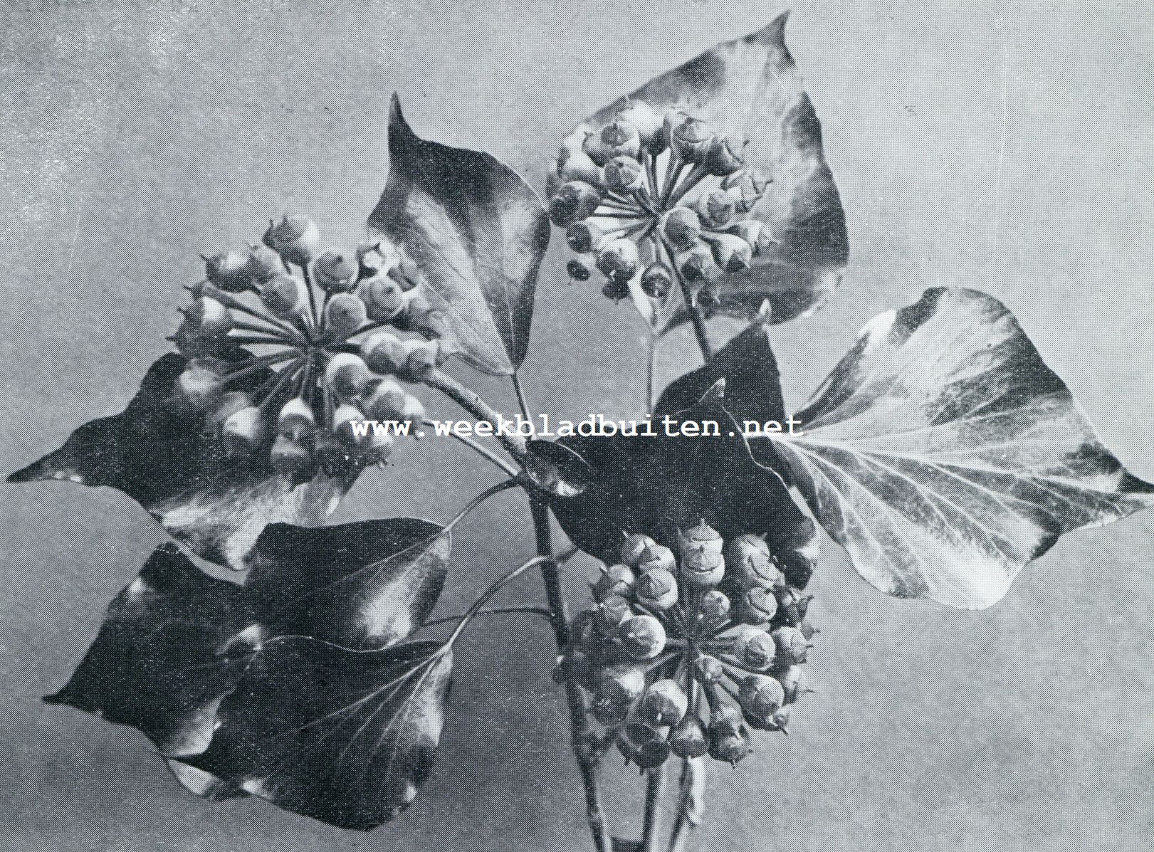 PLANTENLEVEN IN DEN WINTER. VRUCHTDRAGEND TAKJE VAN DEN WILDEN KLIMOP
